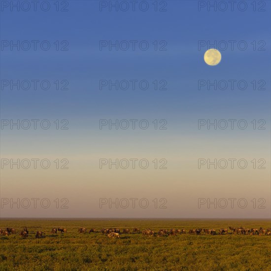 Migrating herd of Blue Wildebeest (Connochaetes taurinus) during the full moon in the savannah