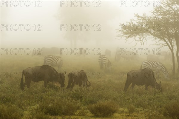 Blue Wildebeest (Connochaetes taurinus) in the morning mist