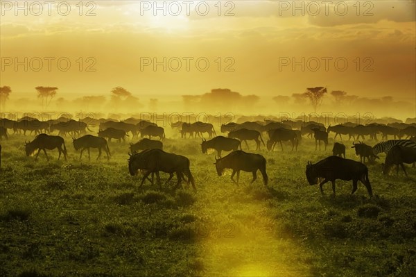 Migrating herd of Blue Wildebeest (Connochaetes taurinus) in the evening haze