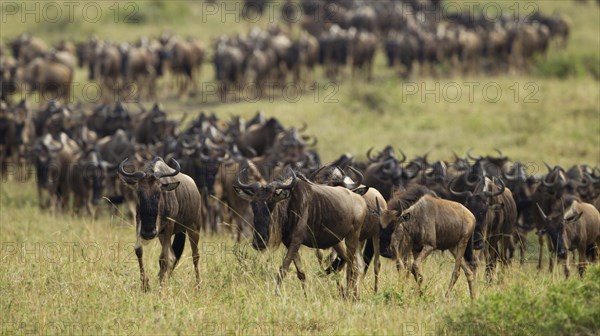 Migrating herd of Blue Wildebeest (Connochaetes taurinus), Massai Mara, Kenya, Africa