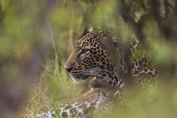 Leopard (Panthera pardus) in his hiding place