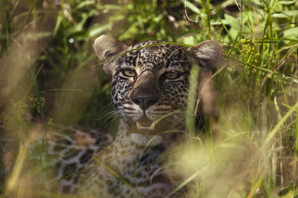 Leopard (Panthera pardus) in his hiding place