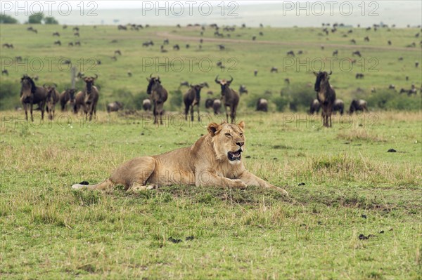 Young Lion (Panthera leo) in front of a herd of wildebeest