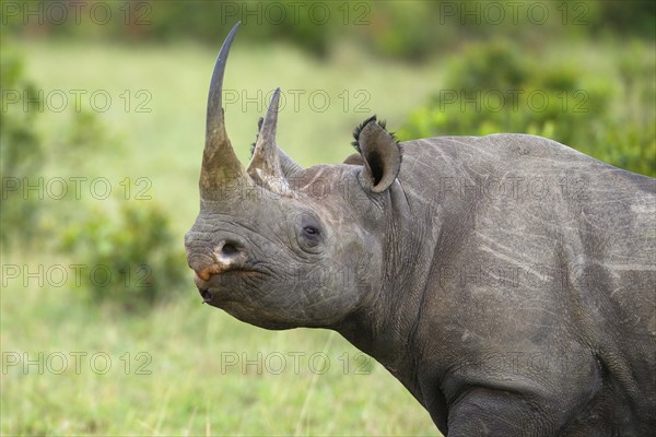 Black Rhinoceros (Diceros bicornis)