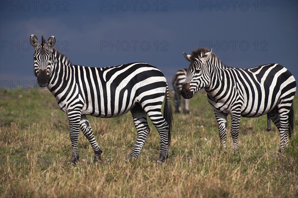 Grant's Zebras (Equus quagga boehmi) during a gathering storm