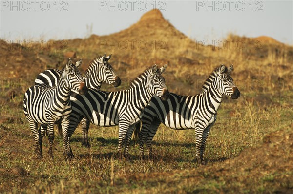 Grant's Zebras (Equus quagga boehmi) in the evening light