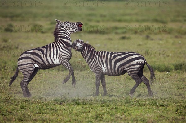 Grant's Zebras (Equus quagga boehmi)