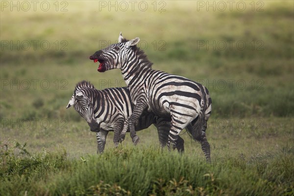 Grant's Zebras (Equus quagga boehmi)