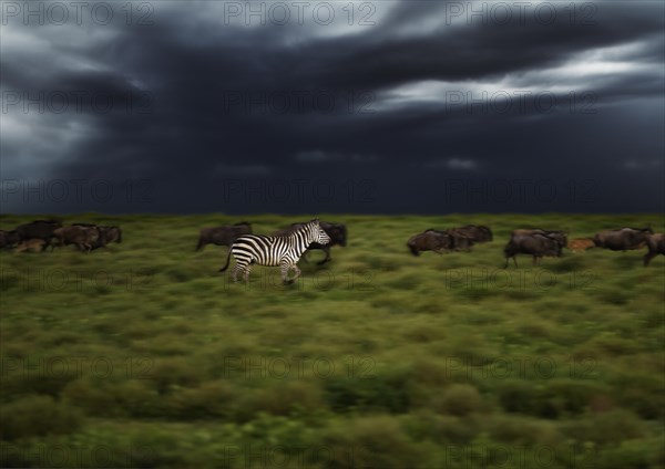 Grant's Zebras (Equus quagga boehmi)