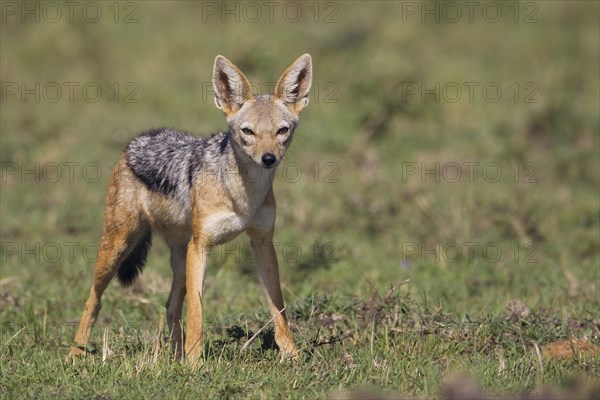 Black-backed Jackal (Canis mesomelas)