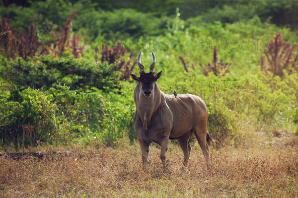 Eland (Taurotragus oryx)