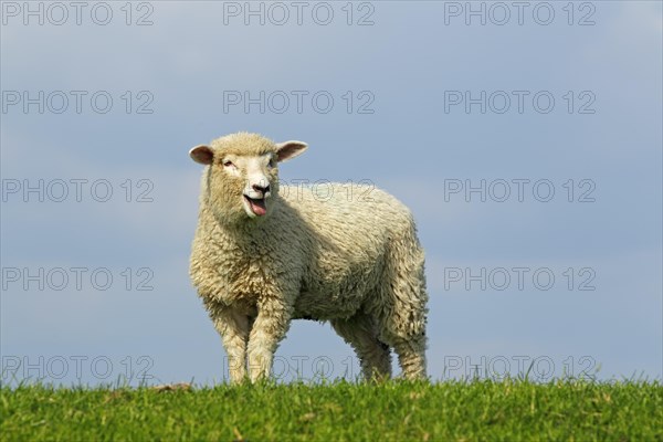 Domestic sheep (Ovis orientalis aries)