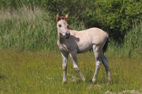 Foal