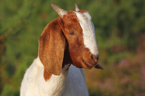 Boer goat