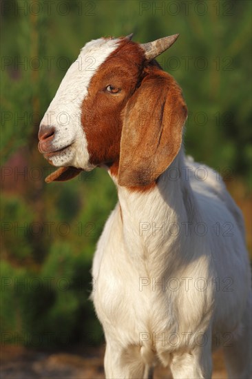 Boer goat