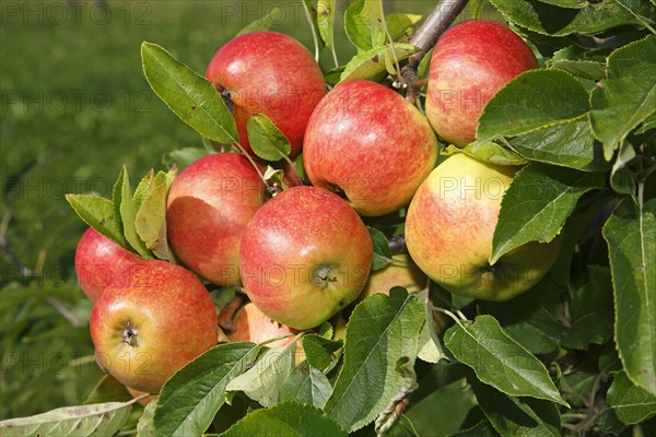 Apples on an apple tree