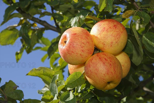 Apples on an apple tree