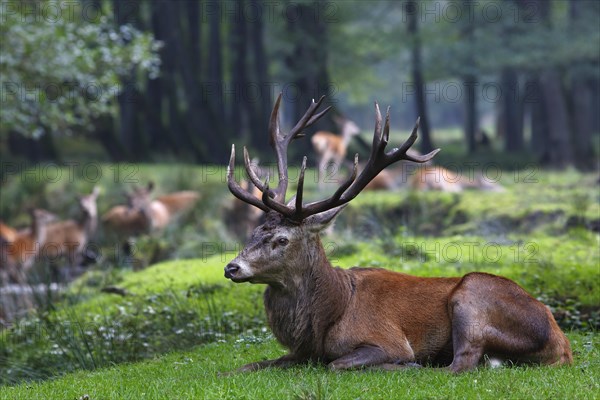 Red deer (Cervus elaphus)