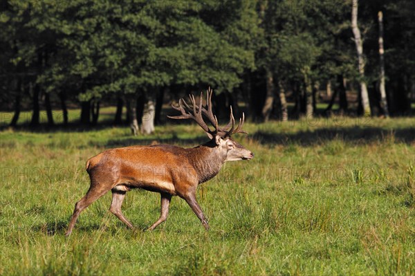 Red deer (Cervus elaphus)
