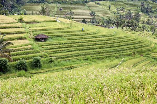 Rice fields