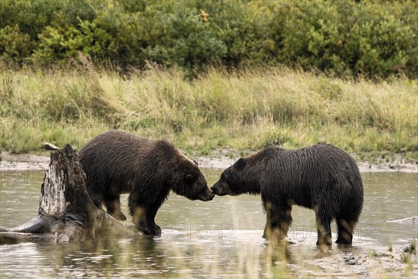 Grizzly Bears (Ursus arctos horribilis) sniffing each other