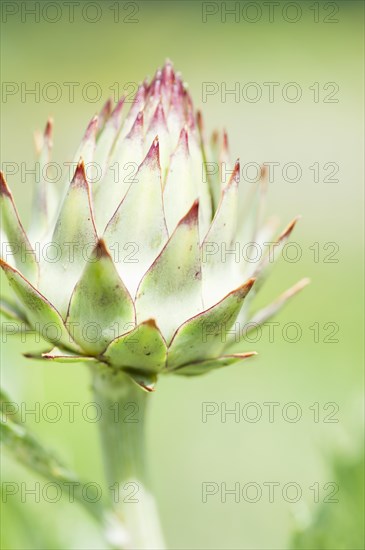 Budding Cardoon (Cynara cardunculus)