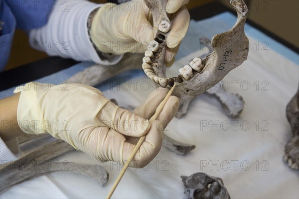 Forensic scientist at Baylor University working to identify the remains of unidentified migrants