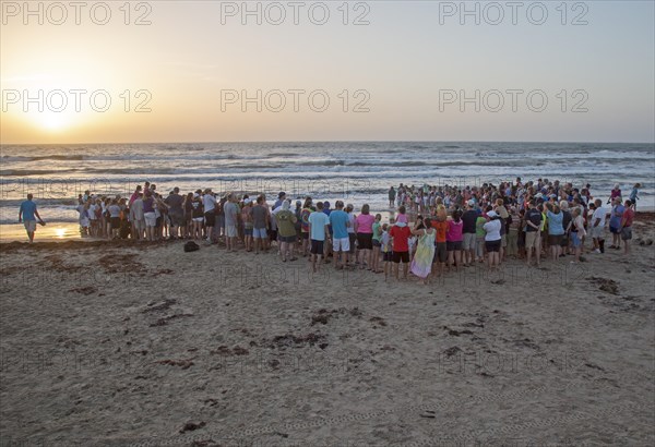 A large crowd gathering as staff and volunteers release newly-hatched turtles into the Gulf of Mexico at dawn