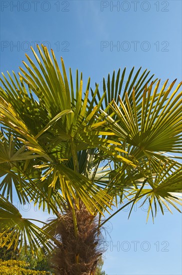 Chinese Windmill Palm (Trachycarpus fortunei)