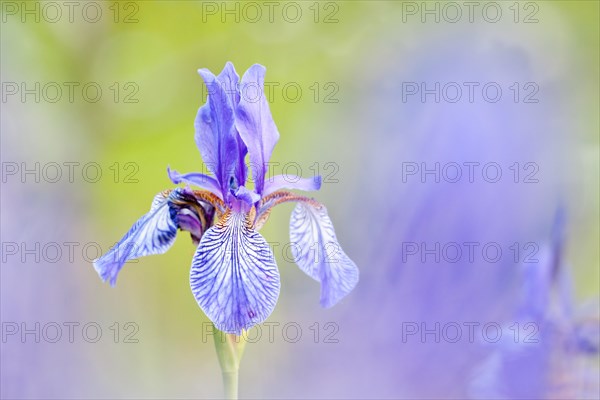 Siberian Iris (Iris sibirica)