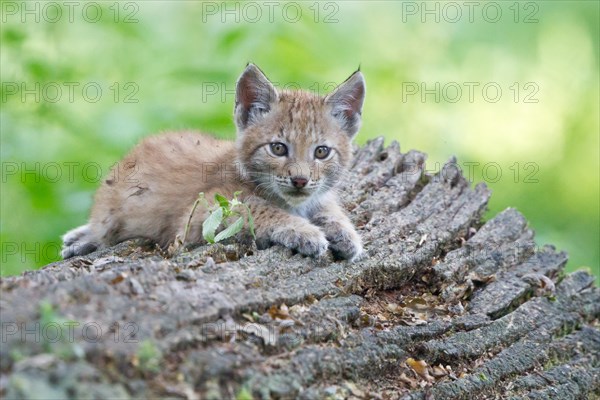 Eurasian Lynx (Lynx lynx)