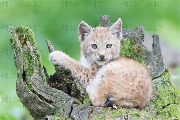 Eurasian Lynx (Lynx lynx)