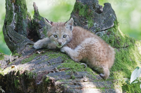 Eurasian Lynx (Lynx lynx)