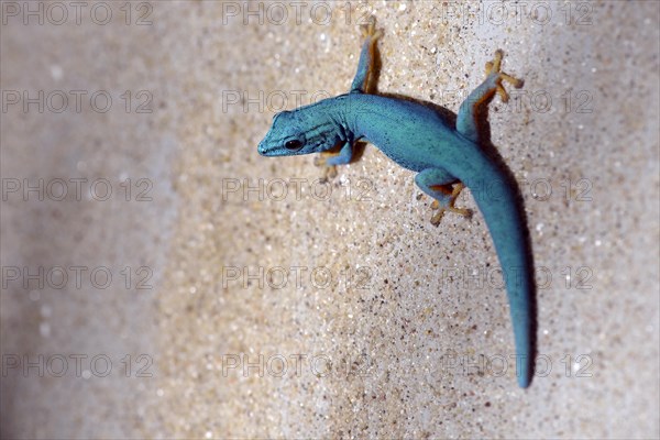 William's Dwarf Gecko or the Electric