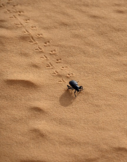 Tiger Beetle (Cicindelinae)