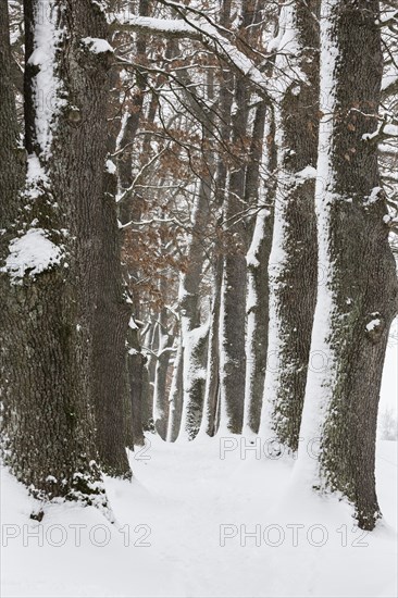 Snow-covered trees