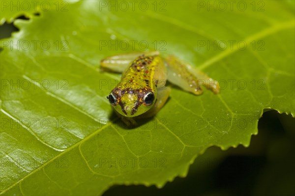 Madagascar frog