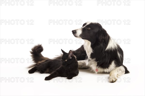 Border Collie and a Maine Coon cat