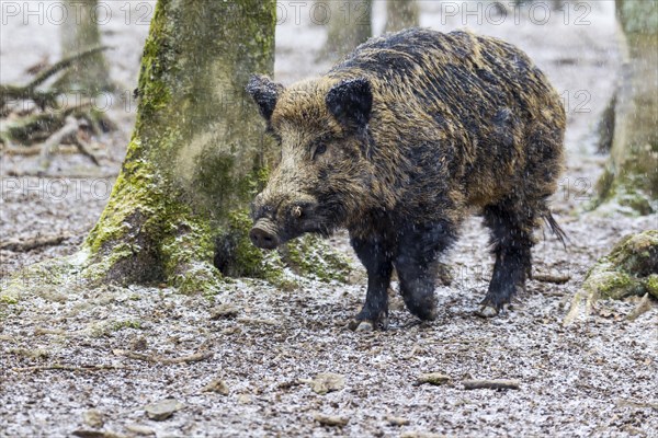 Wild Boar (Sus scrofa)