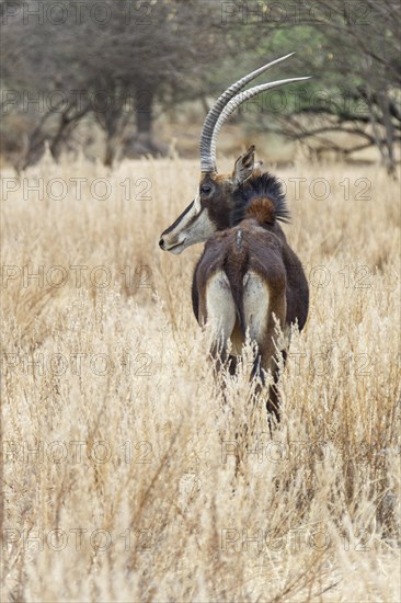 Sable Antelope (Hippotragus niger)