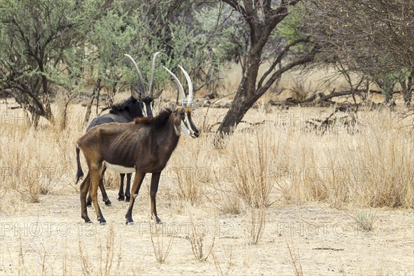 Sable Antelopes (Hippotragus niger)