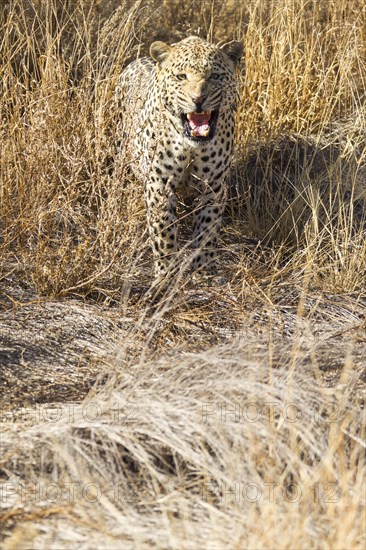 Leopard (Panthera pardus) in the high grass