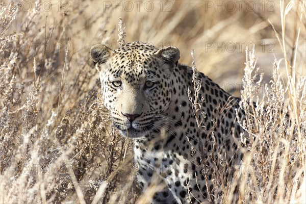 Leopard (Panthera pardus) in the high grass