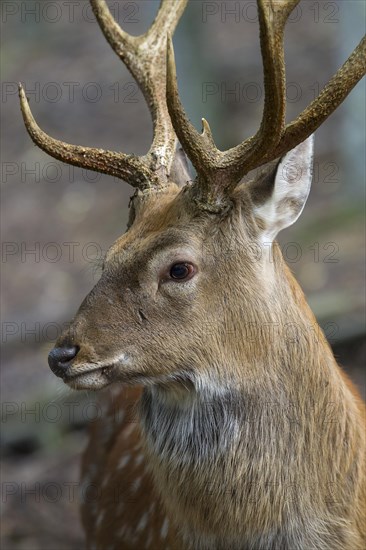 Sika deer (Cervus nippon)
