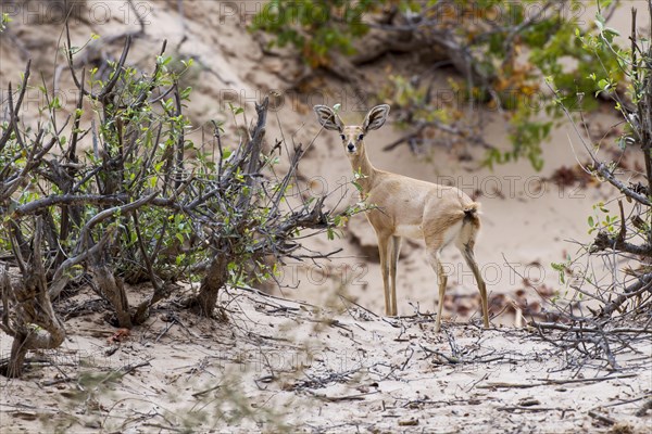 Steenbok (Raphicerus campestris)