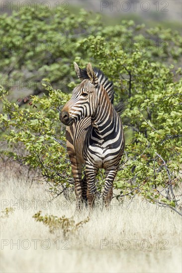 Hartmann's Mountain Zebra (Equus zebra hartmannae)