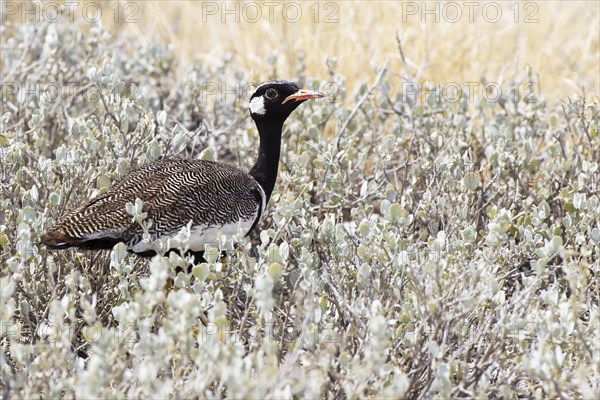 Southern Black Korhaan (Eupodotis afra)