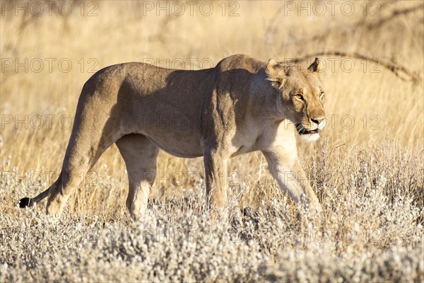 Lioness (Panthera leo)