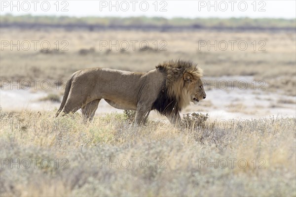 Lion (Panthera leo)