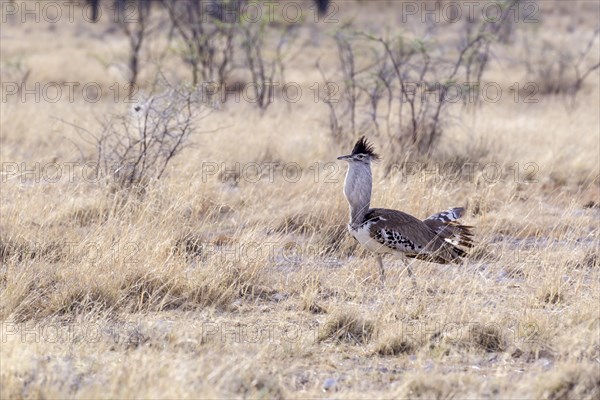 Kori Bustard (Ardeotis kori)